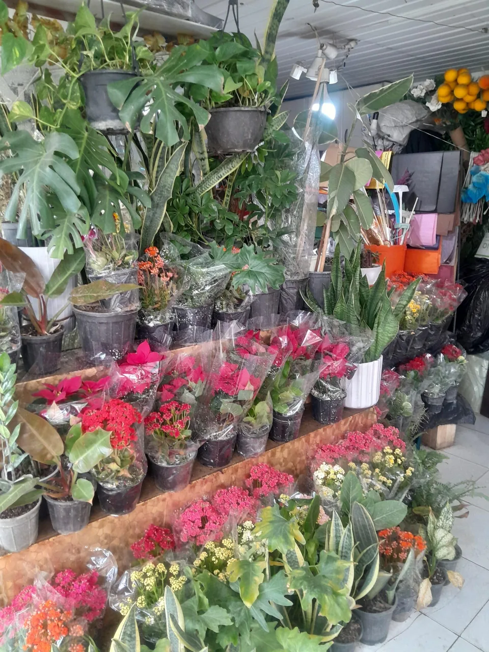 گلسرای سوگل - تصویر 4