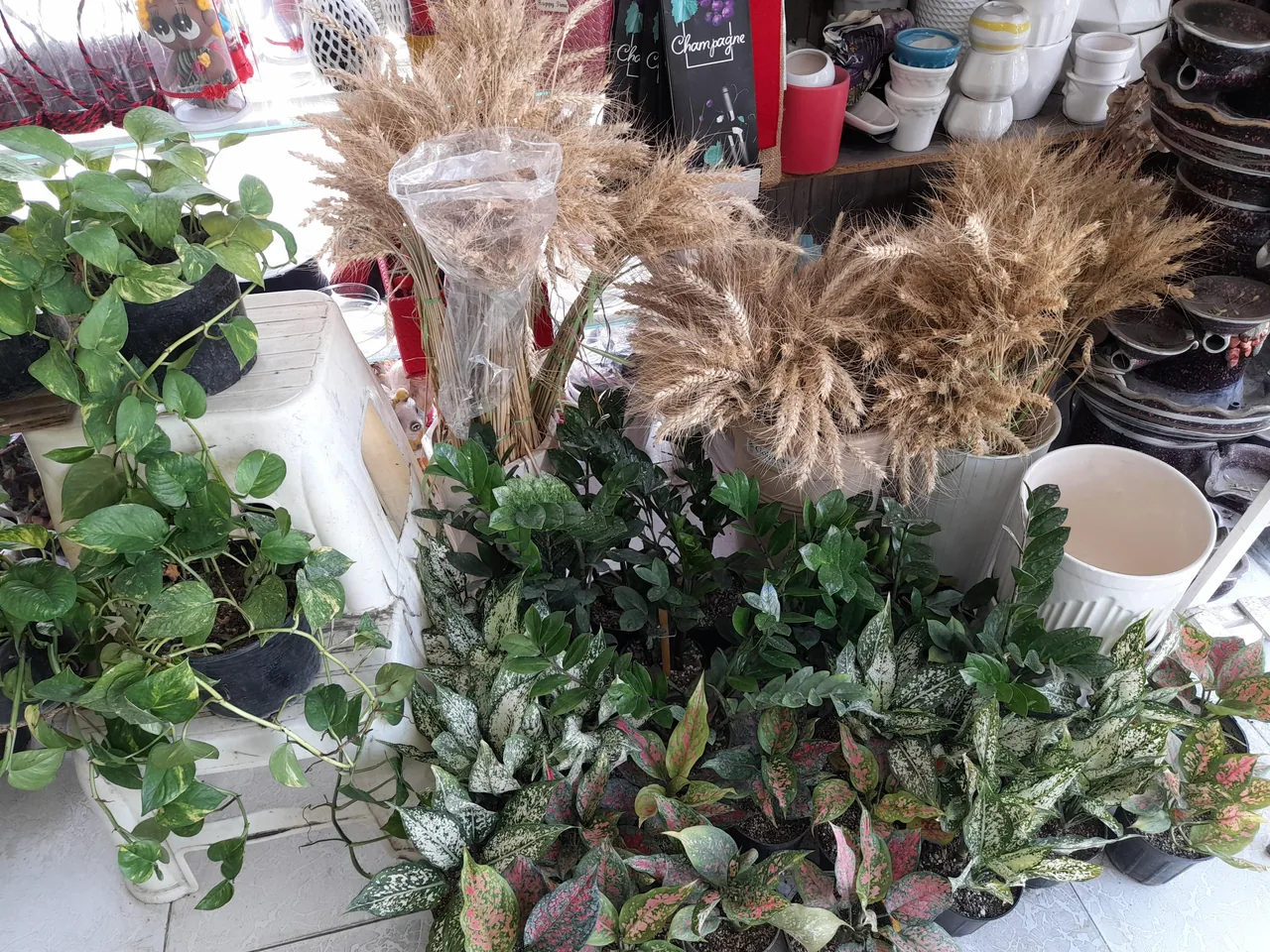 گلسرای سوگل
