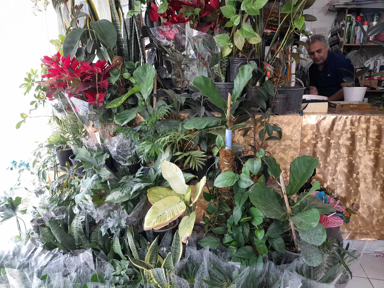 گلسرای سوگل - تصویر 2