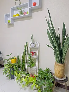 مرکز لیزر رکسانا