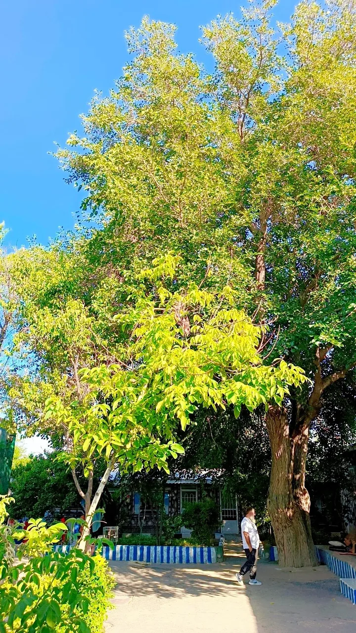کمپ آسمان آبی - تصویر 3