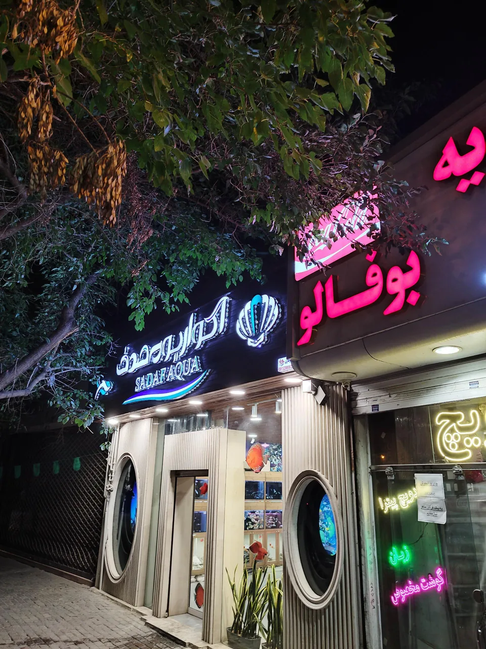 آکواریوم صدف - تصویر 2