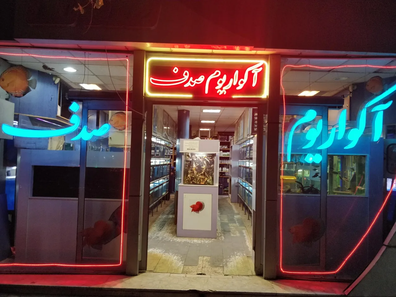 آکواریوم صدف - تصویر 4