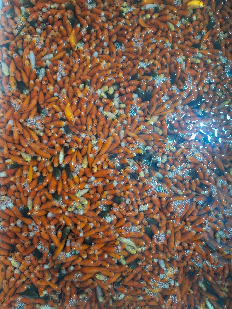 آکواریوم پیکاسو - تصویر 2