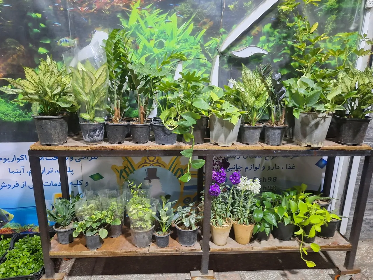 آکواریوم آقای ماهی - تصویر 2