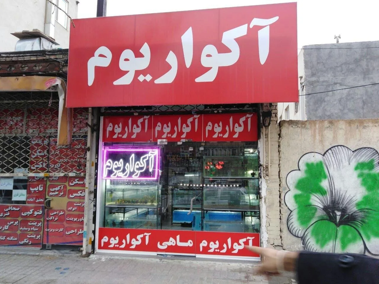 آکواریم آبنوس - تصویر 3
