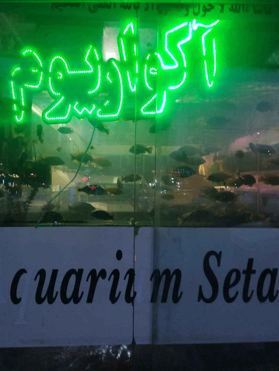 آکواریم مشهد گوپی - تصویر 2