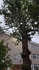 نگارخانه فردوسی - فرهنگسرای جهاد دانشگاهی مشهد