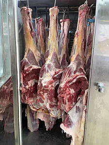 گوشت شتر خیرالسادات