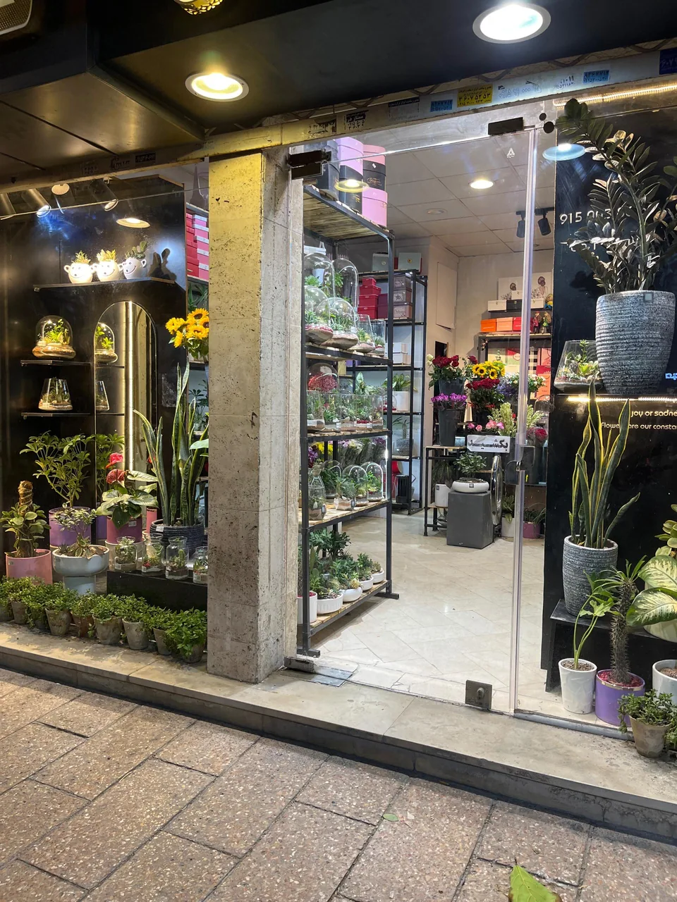 گل مینیاتور - تصویر 2