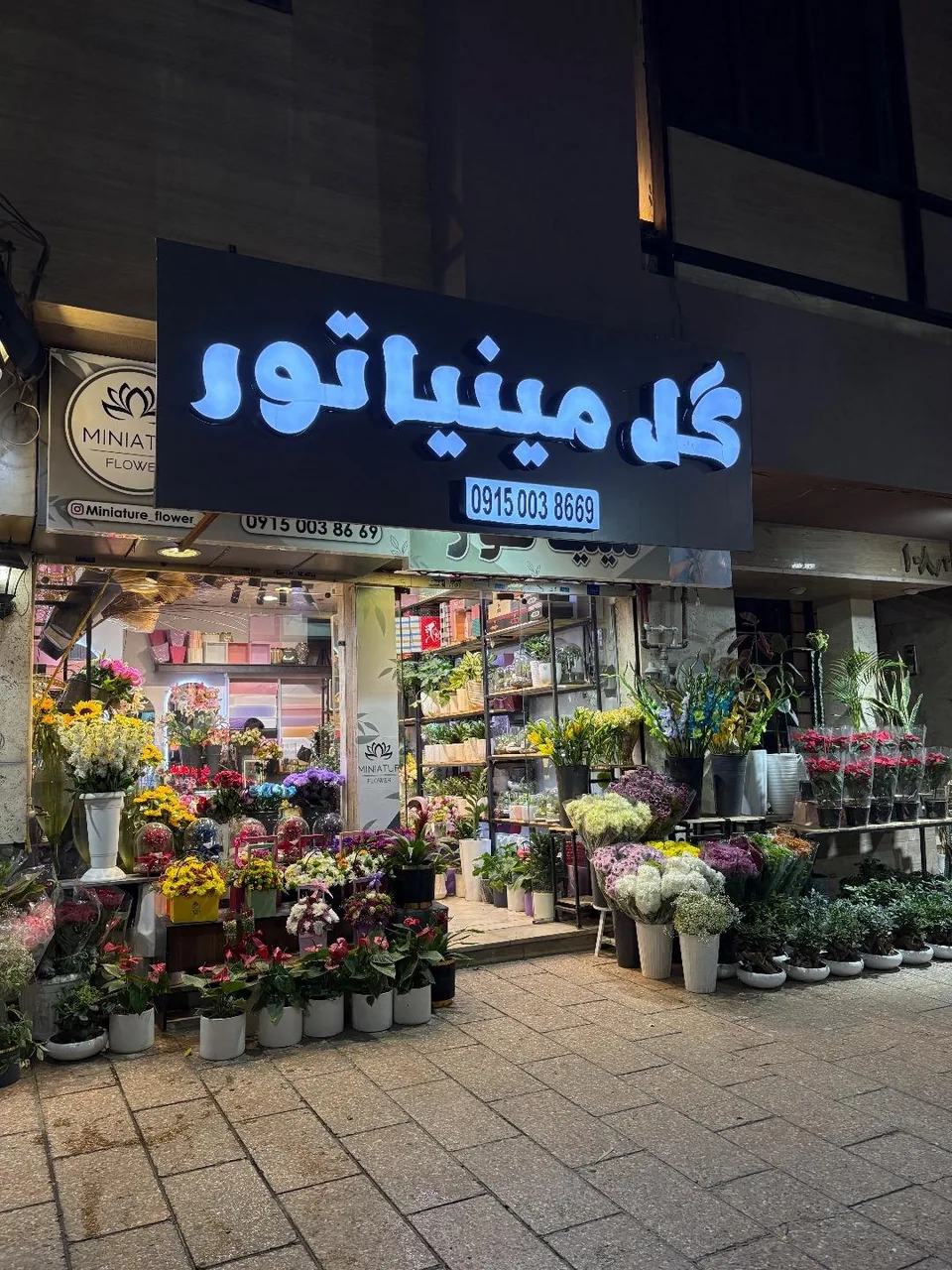 گل مینیاتور - تصویر 3