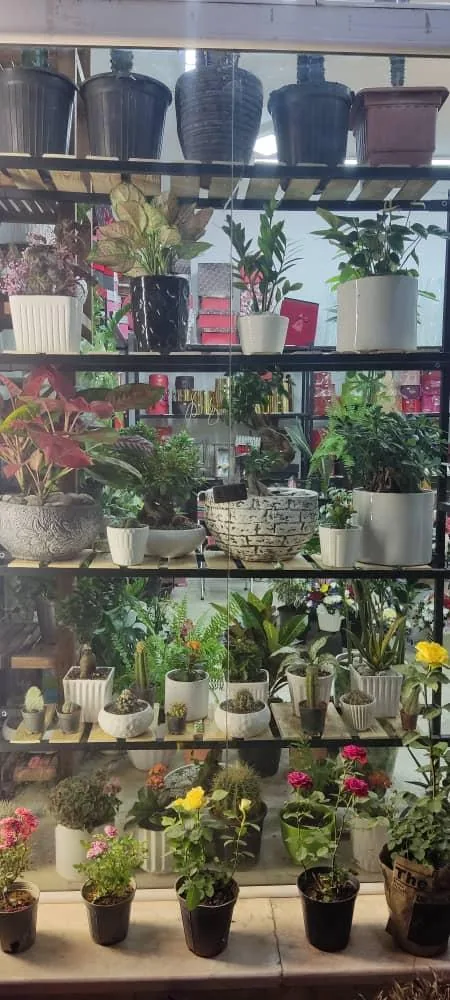 گلسرای لاله - تصویر 4