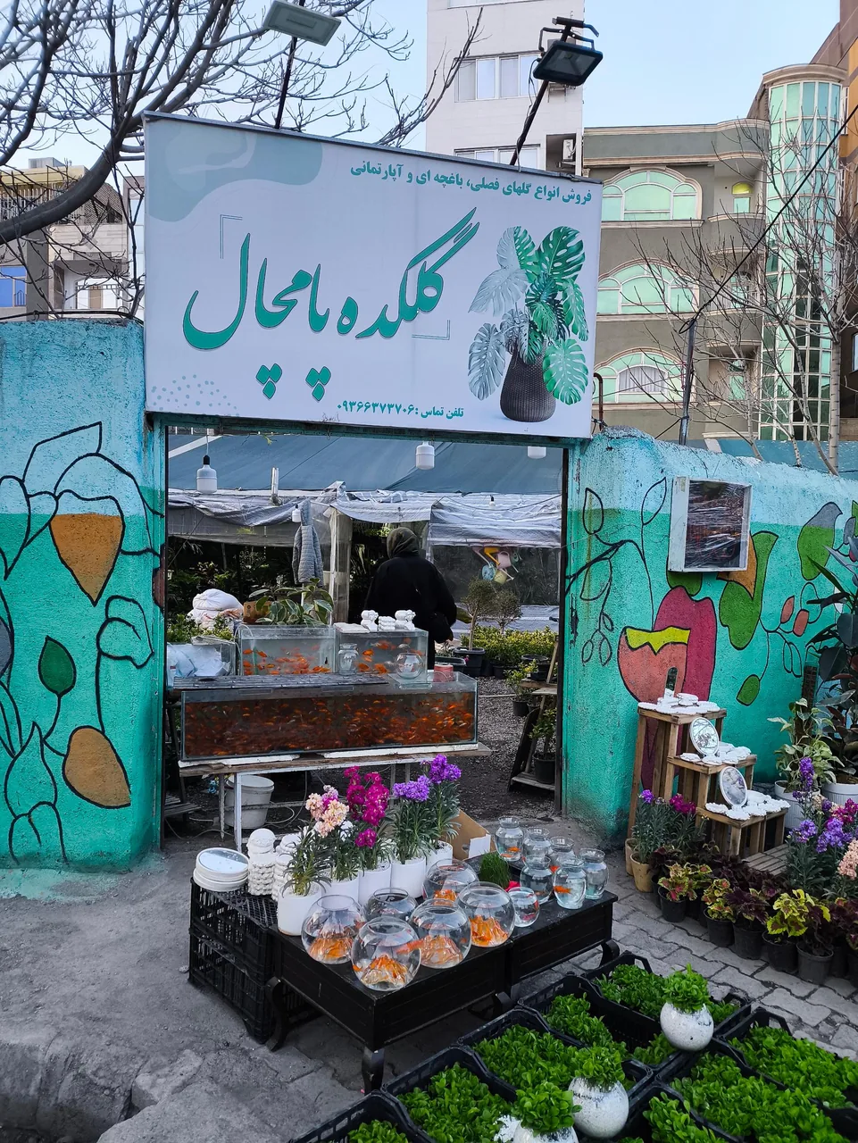 گل پامچال - تصویر 2