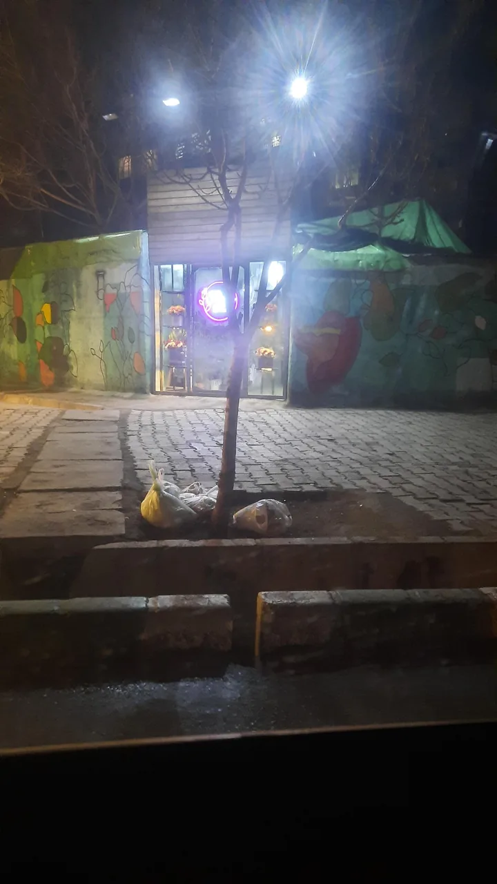 گل پامچال - تصویر 4
