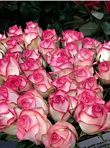 گل سمنگانی