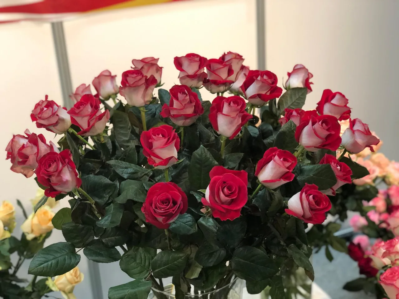 گل سمنگانی - تصویر 3