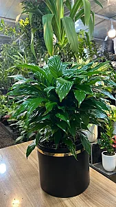 گل سرای علی اکبری