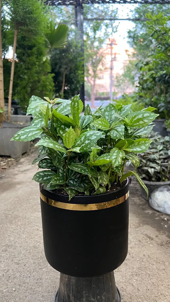 گل سرای علی اکبری - تصویر 2