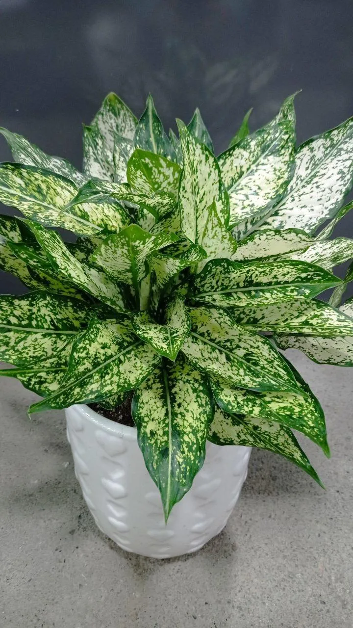گل سرای علی اکبری - تصویر 3