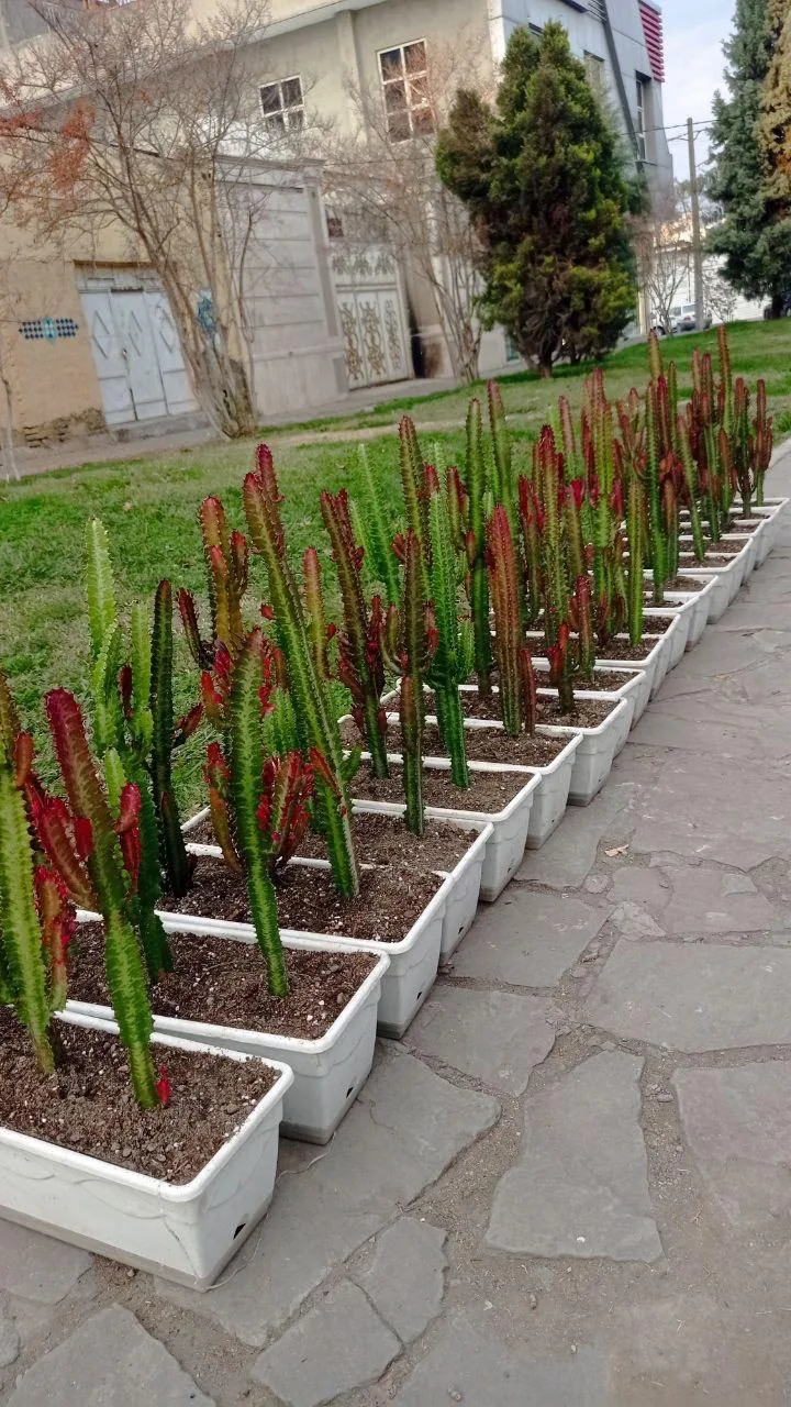 گل سرای علی اکبری - تصویر 4
