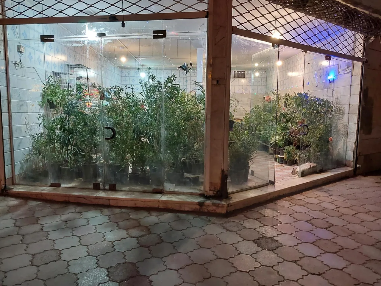 گل و گیاه شاه پسندی - تصویر 2