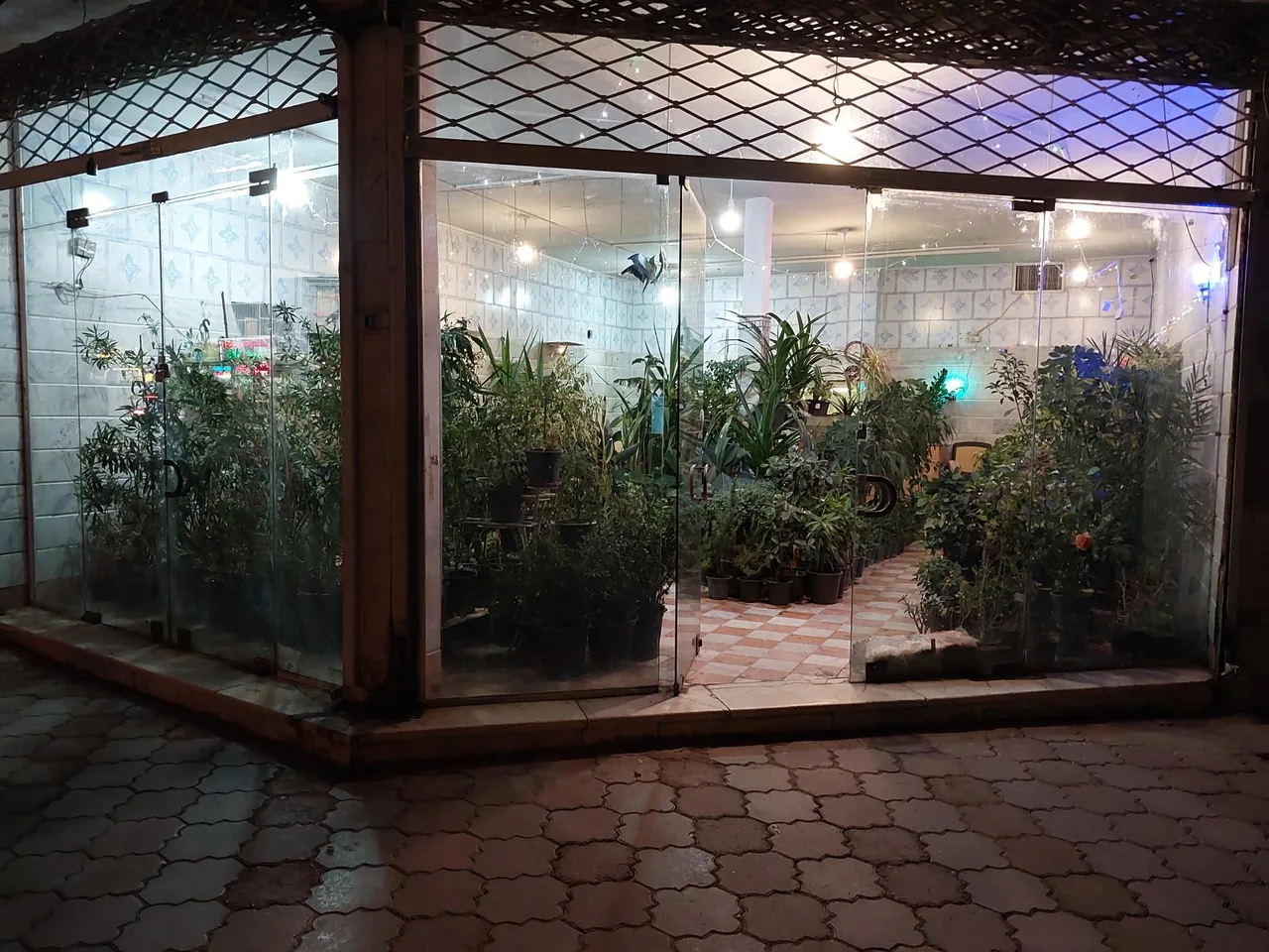 گل و گیاه شاه پسندی - تصویر 3