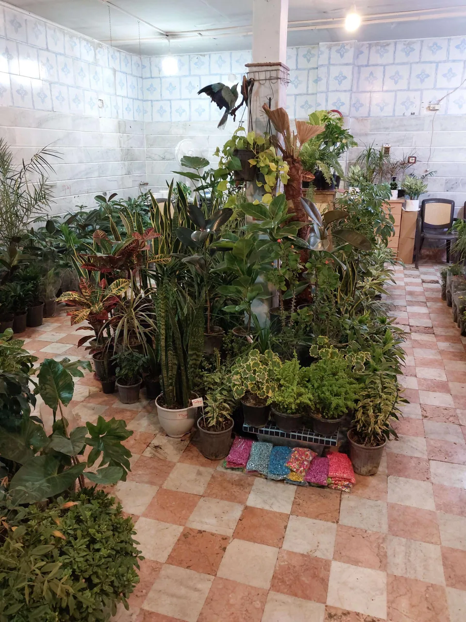 گل و گیاه شاه پسندی - تصویر 4