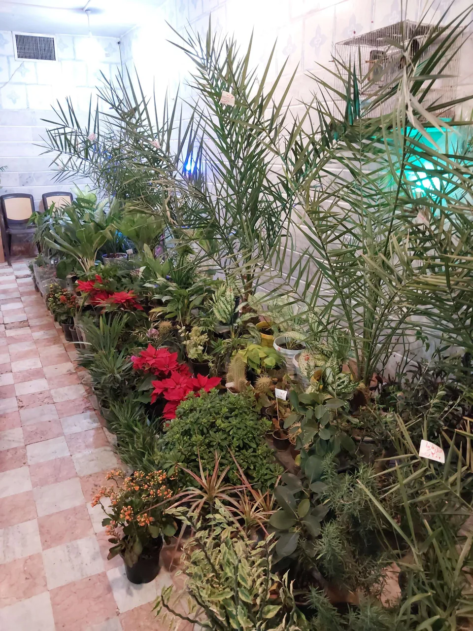 گل و گیاه شاه پسندی - تصویر 5