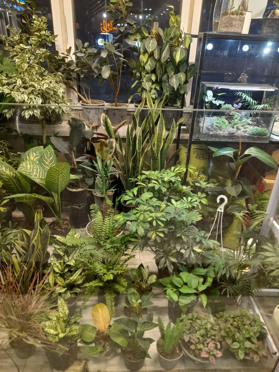 گالری طبیعت - تصویر 2