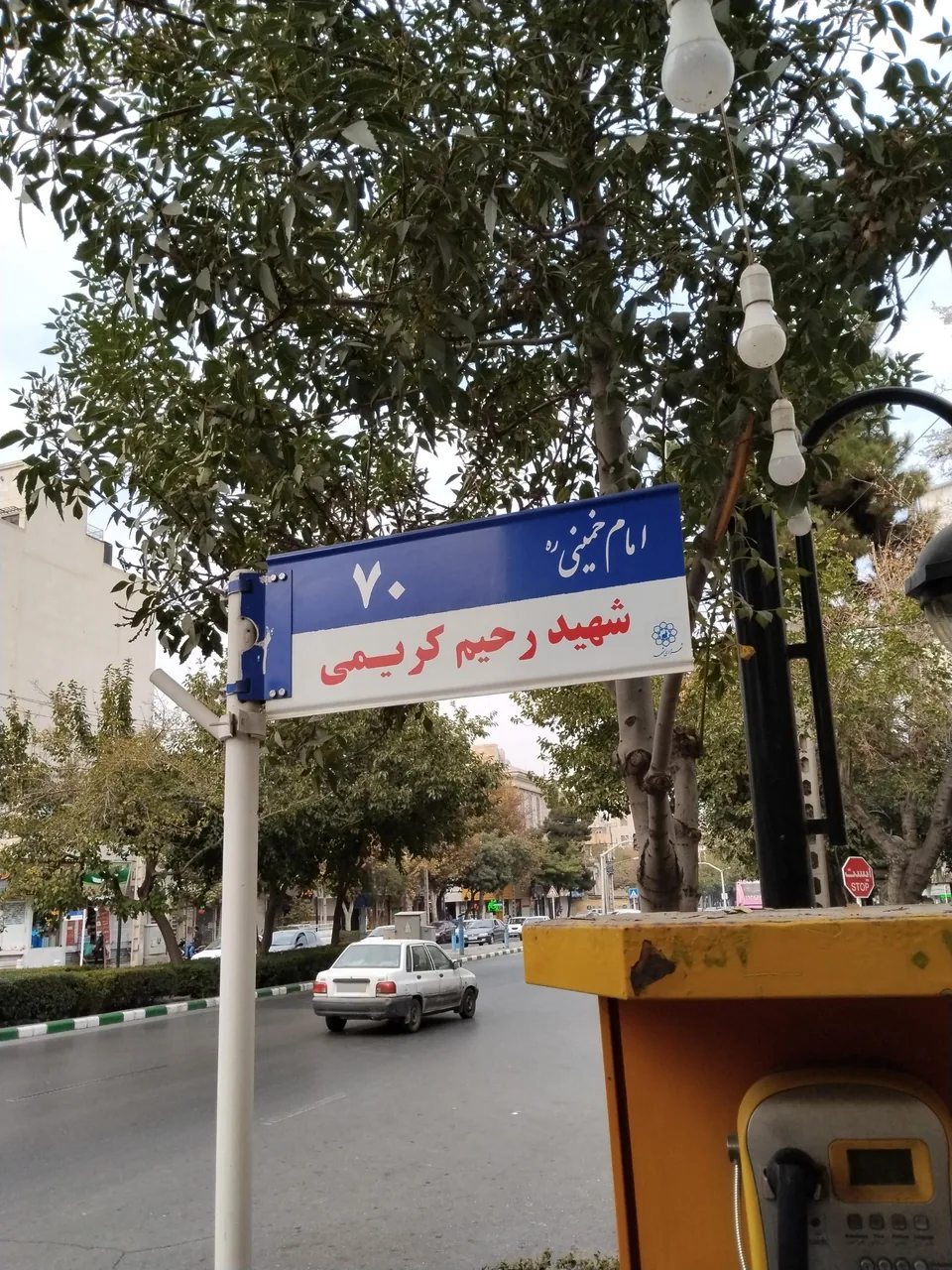 گل مجلل ایلیا (عرفان) - تصویر 4