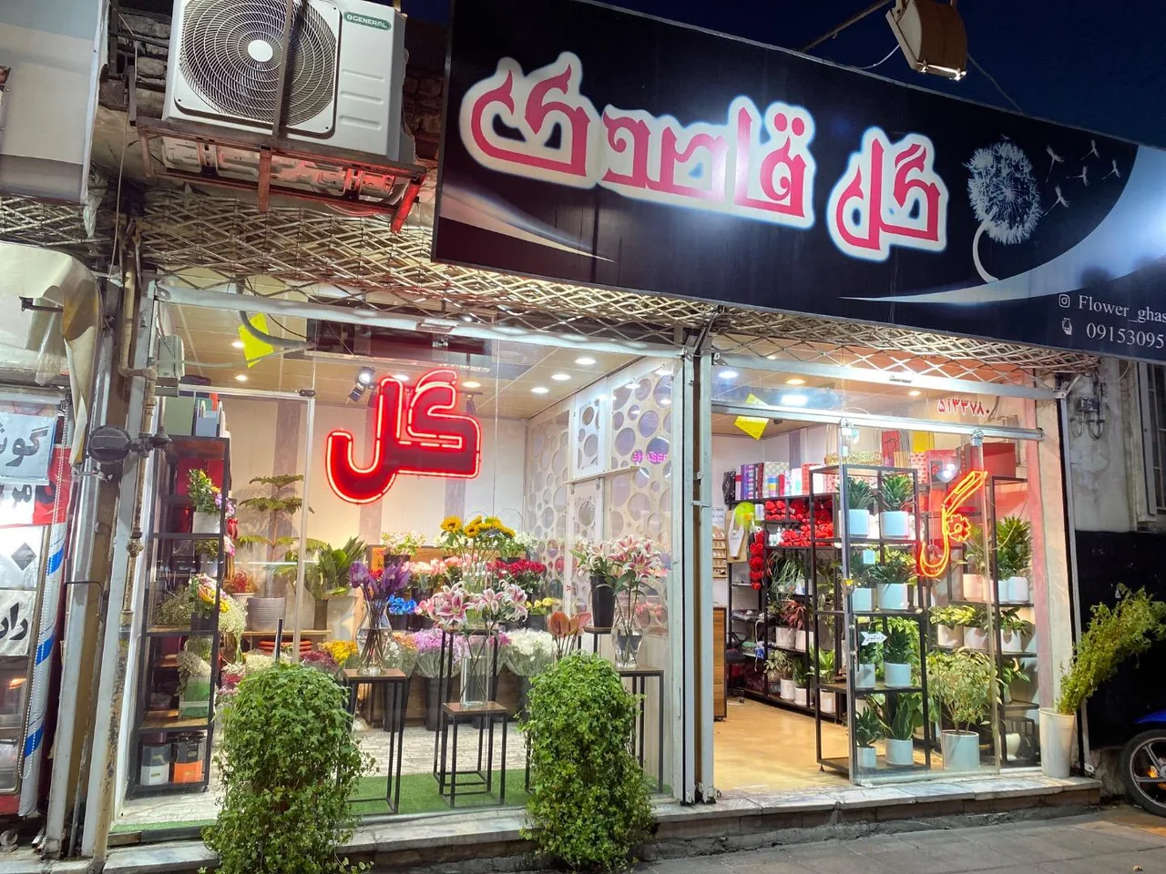 گل قاصدک - تصویر 3