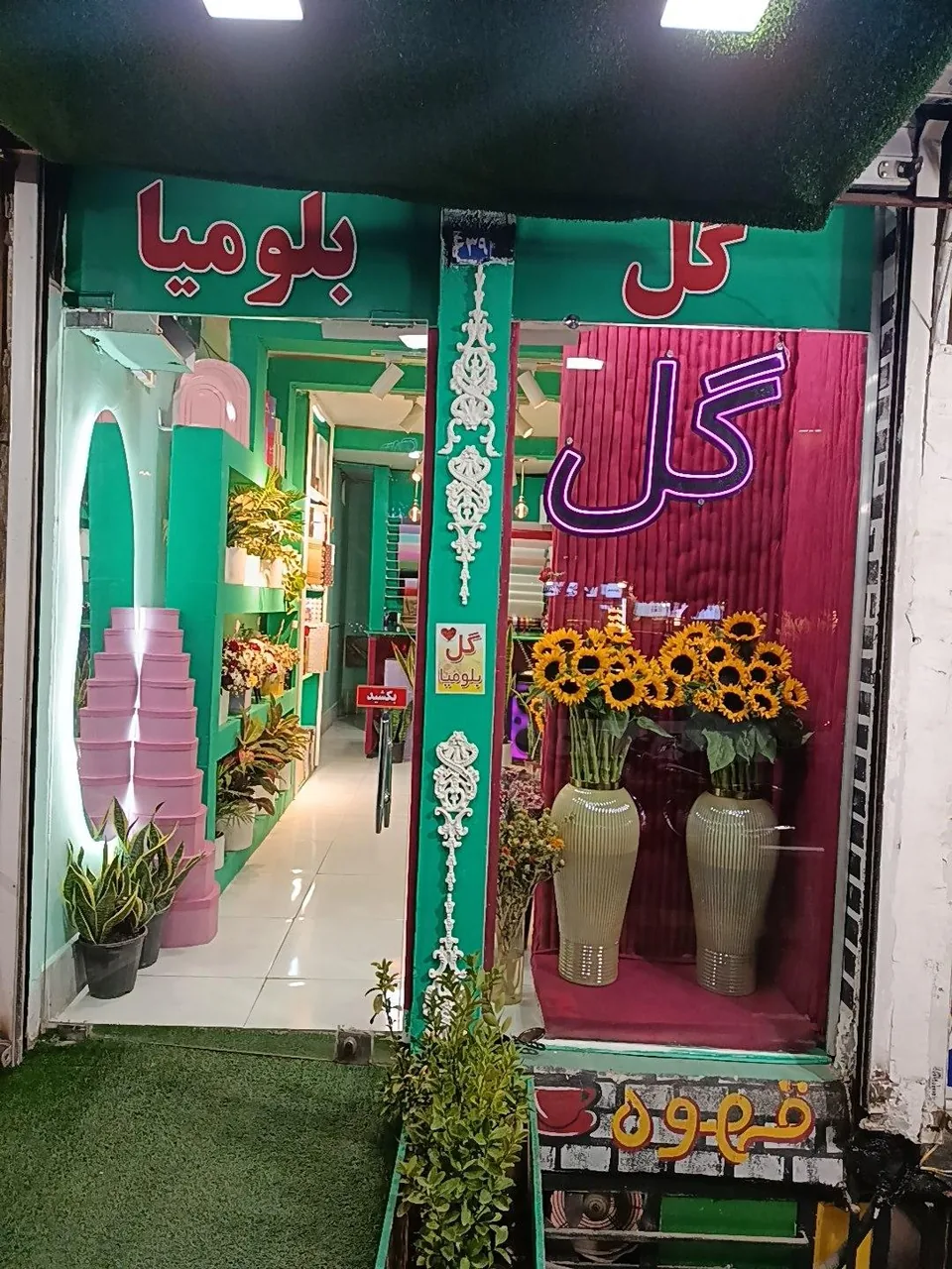 گل بلومیا