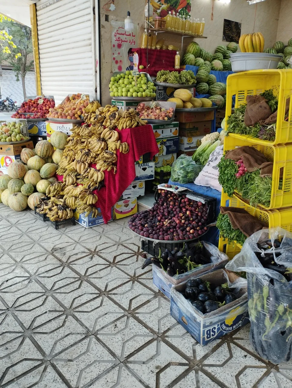میوه سید - تصویر 2