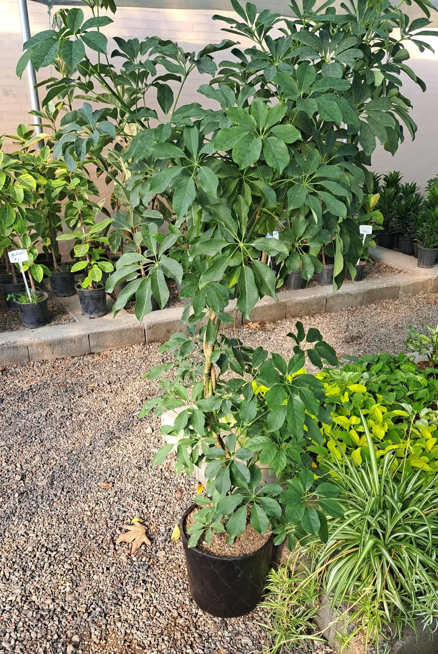 گلخانه آقای گیاه - تصویر 2