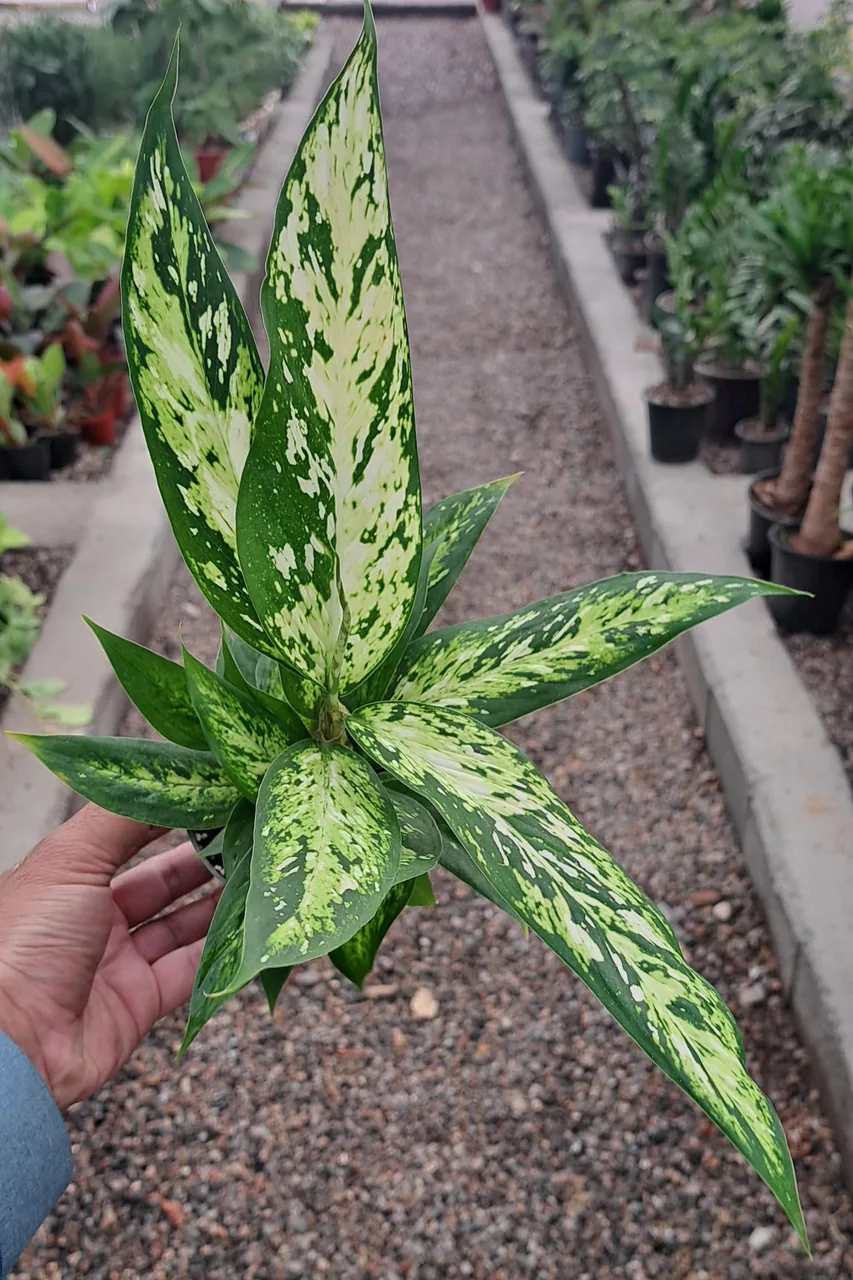گلخانه آقای گیاه - تصویر 4