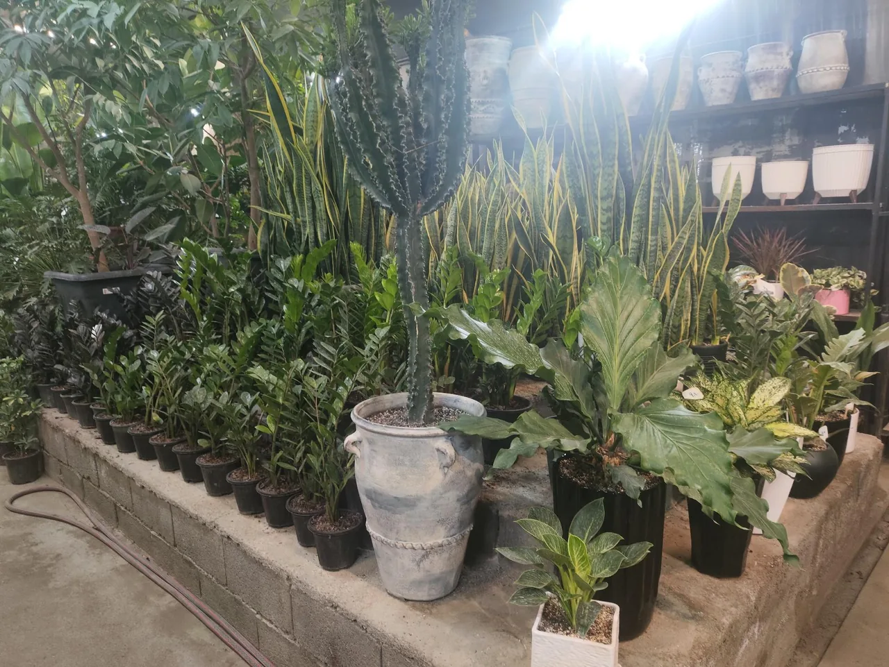 گل و گیاه عطر برگ - تصویر 2