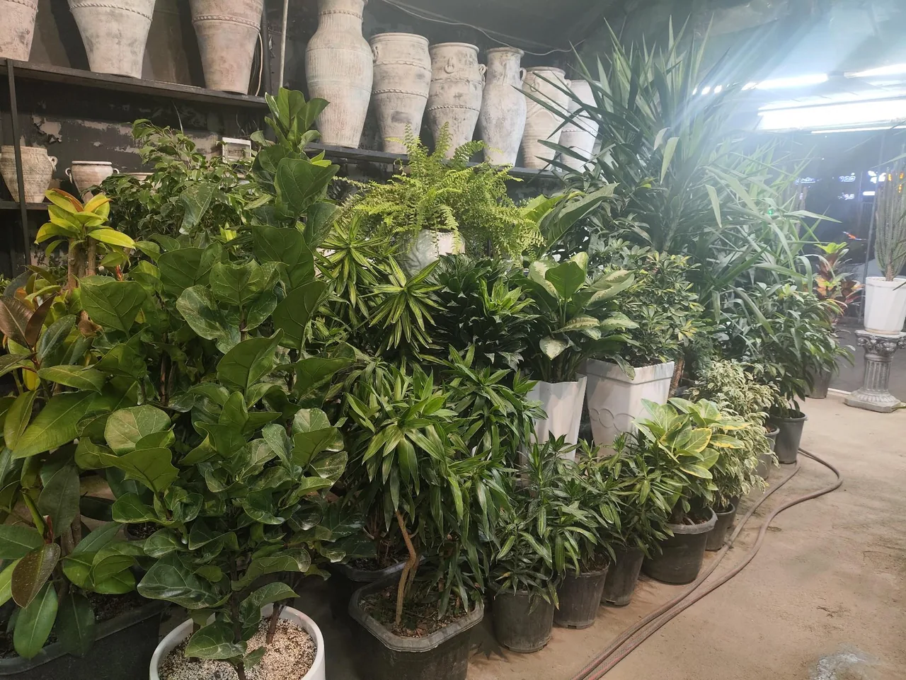 گل و گیاه عطر برگ - تصویر 4