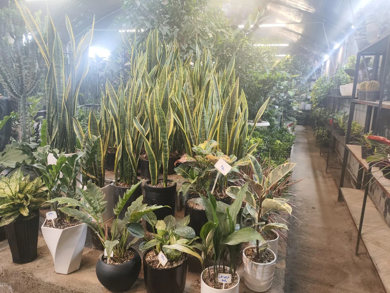 گل و گیاه عطر برگ - تصویر 5