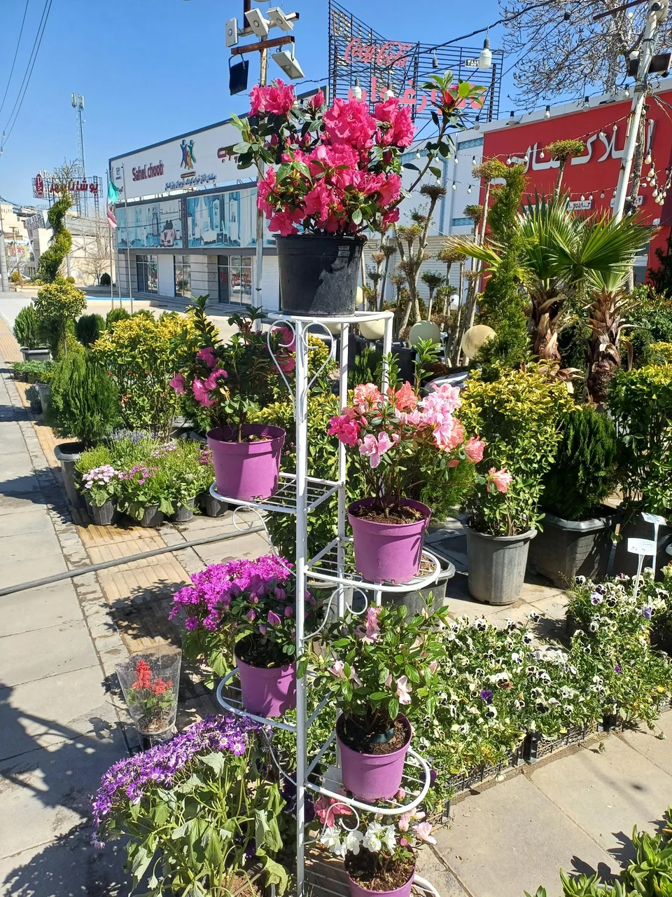 طبیعت سبز قلب آسیا - تصویر 2