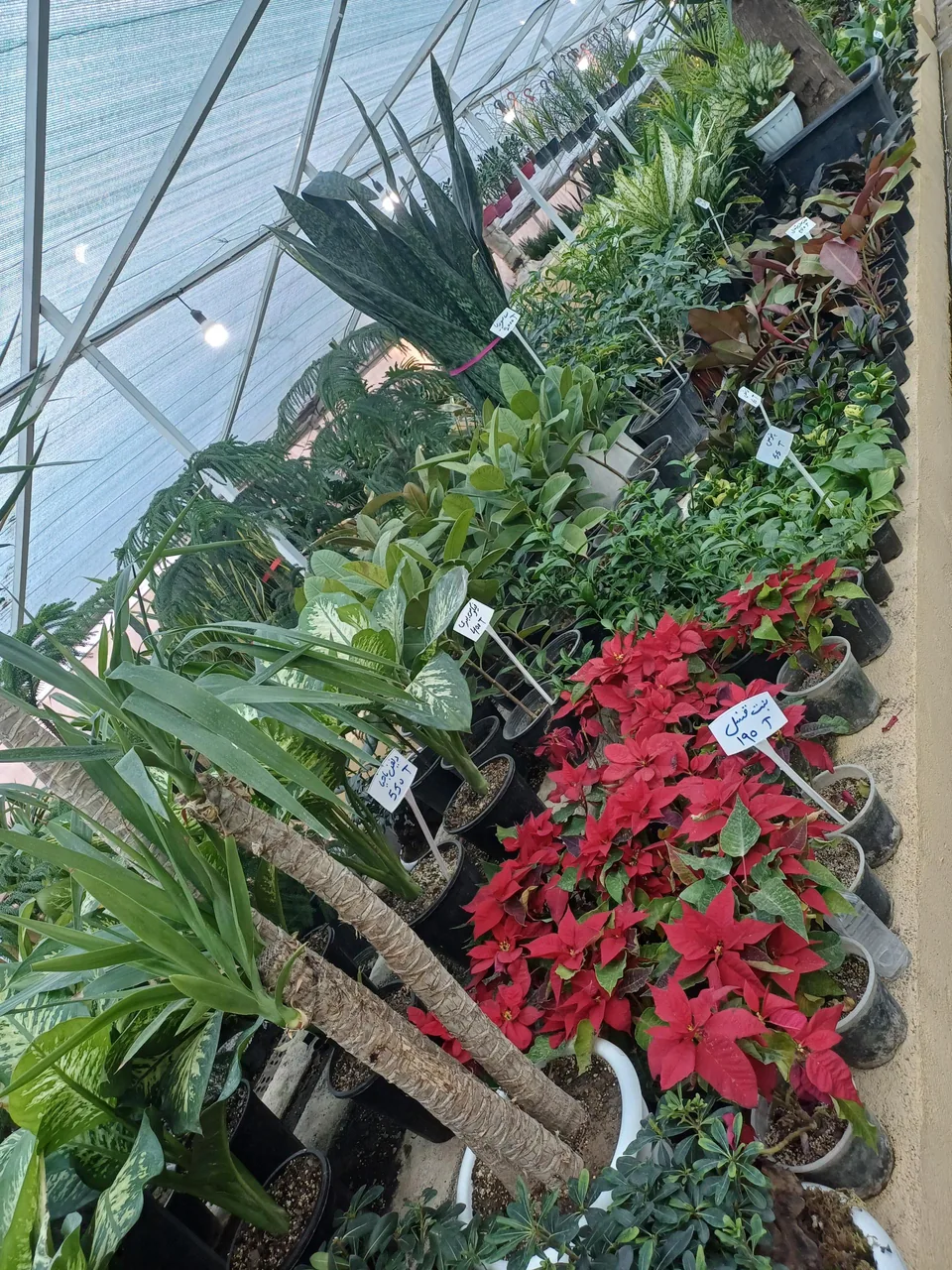 طبیعت سبز قلب آسیا - تصویر 3
