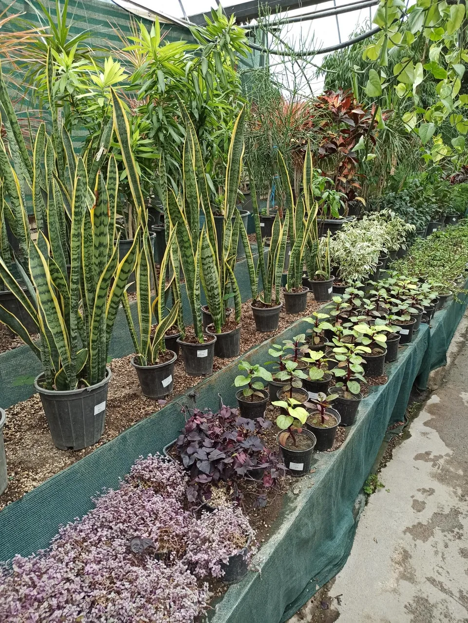فروشگاه گل و گیاه نازیلا - تصویر 5
