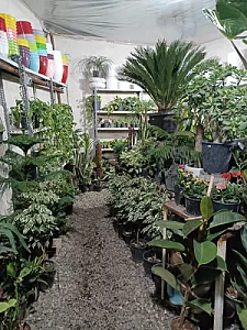 گل فروشی وطن خواه