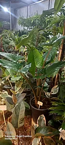 گلخانه طراوت