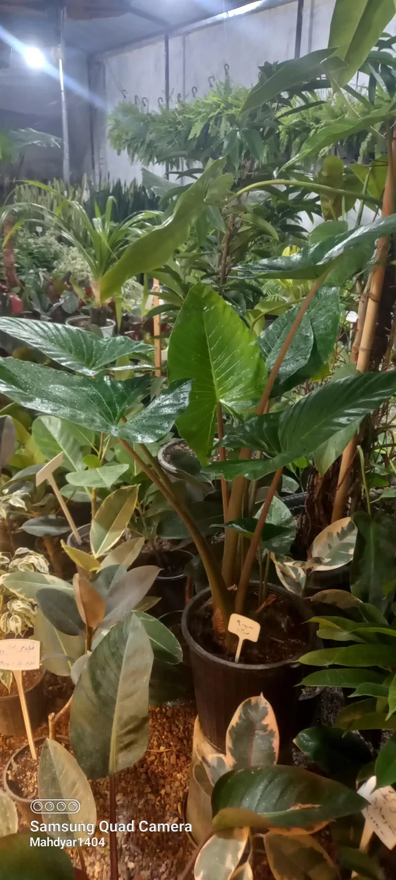 گلخانه طراوت
