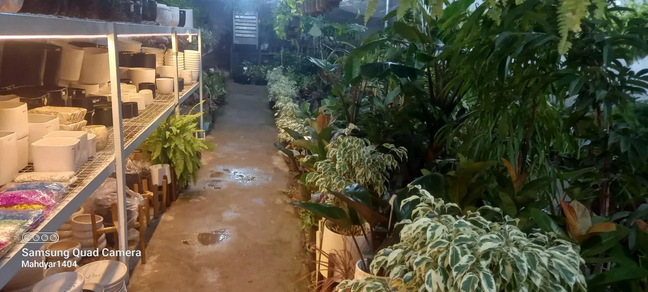 گلخانه طراوت - تصویر 4