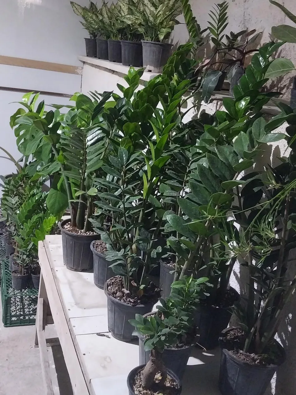 گلخانه خجسته - تصویر 4