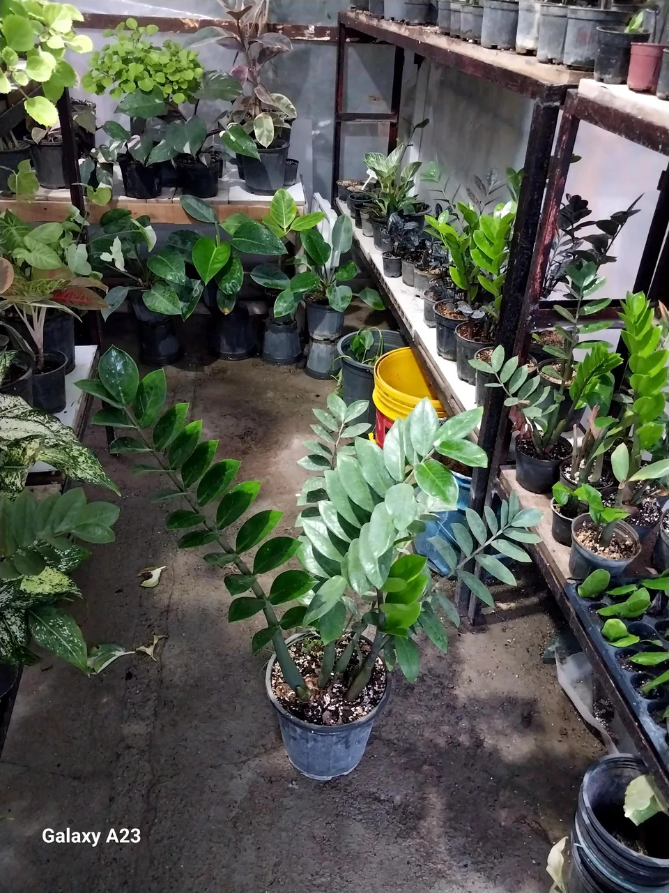 گلخانه خجسته - تصویر 5