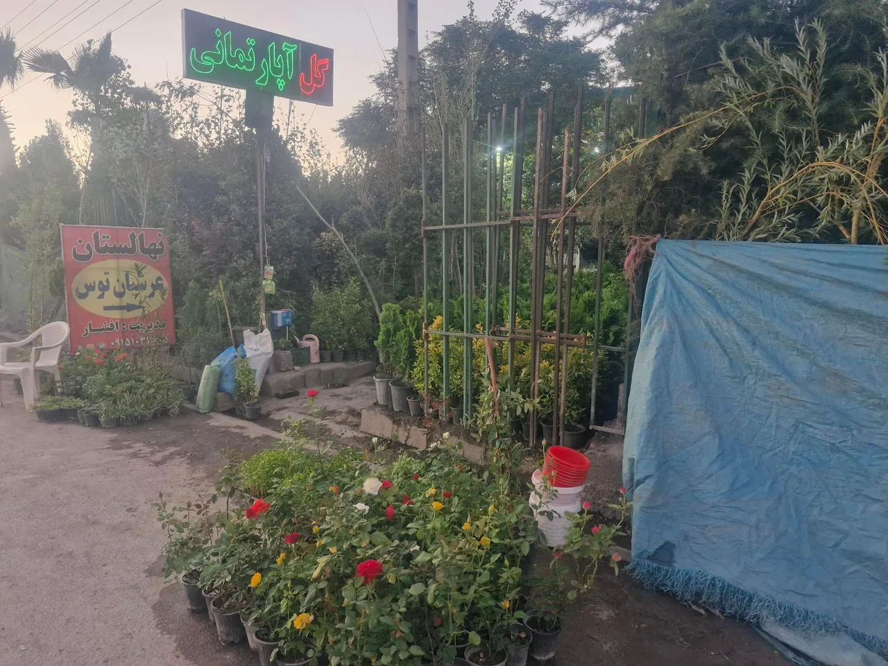 نهالستان مرکزی عرشیان توس - تصویر 3