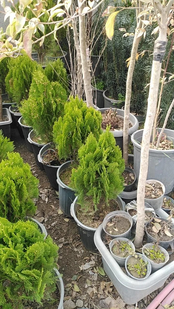 نهالستان مرکزی عرشیان توس - تصویر 4