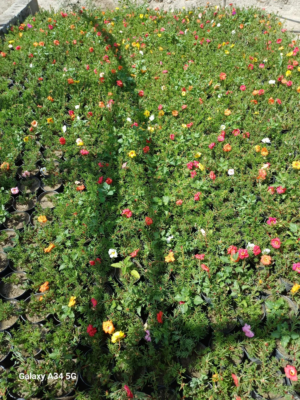 گل و گیاه نیری - تصویر 3